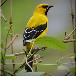 Lee más sobre el artículo CC56 hago nuevas todas las cosas